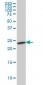 SEC22L1 Antibody (monoclonal) (M01)